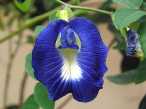 Blue Butterfly Pea Health Benefits